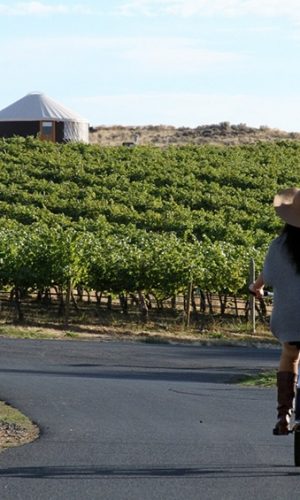 bicicleta entre viñedos