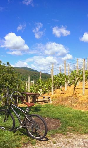 bicicleta entre viñedos